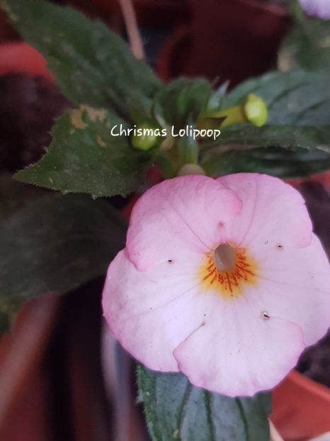 Chrismas Lolipoop - Achimenes