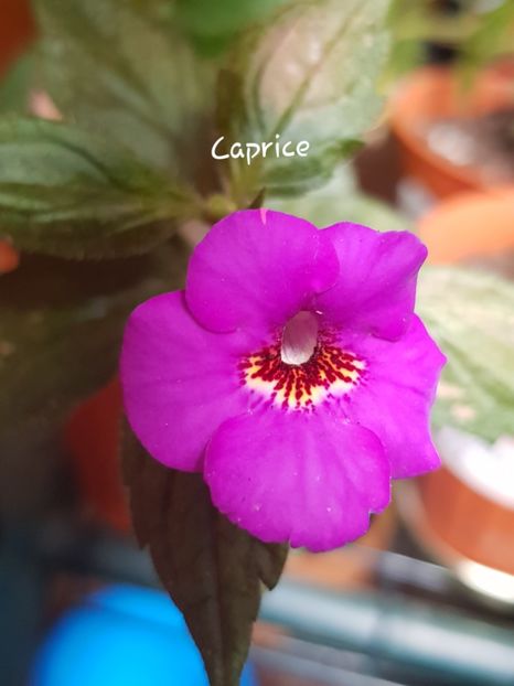 Caprice - Achimenes