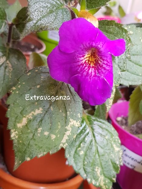 Extravaganza - Achimenes