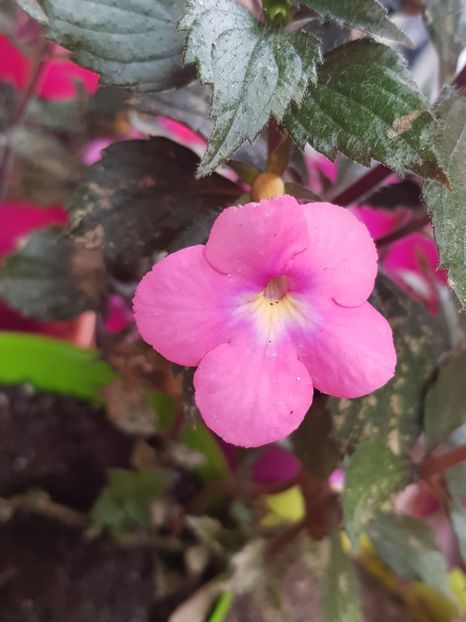 Candy Gril - Achimenes