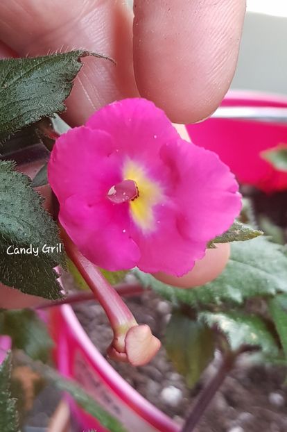 Candy Gril - Achimenes