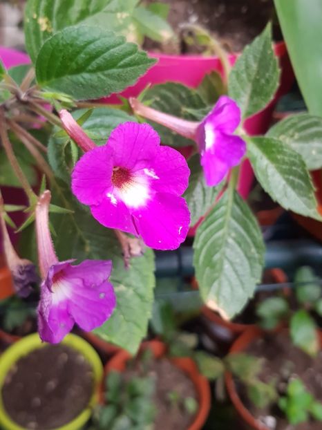 Lavander Fancy - Achimenes