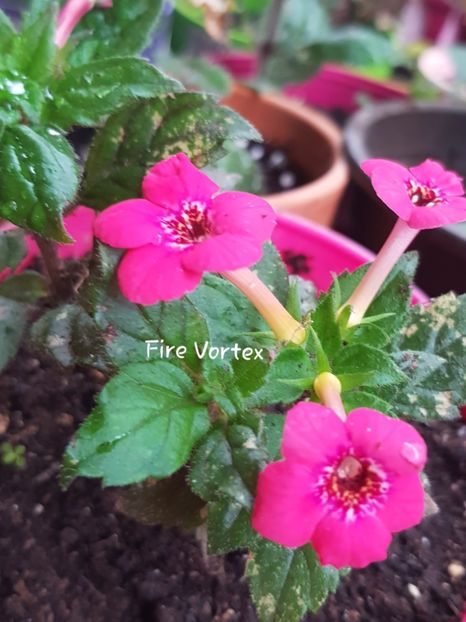 Fire Vortex - Achimenes
