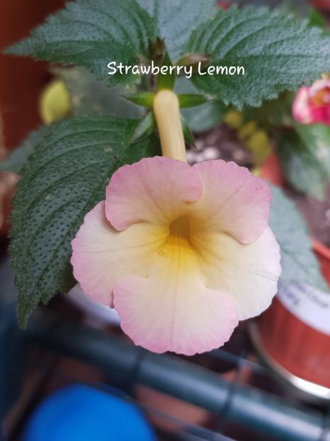 Strawberry Lemon - Achimenes