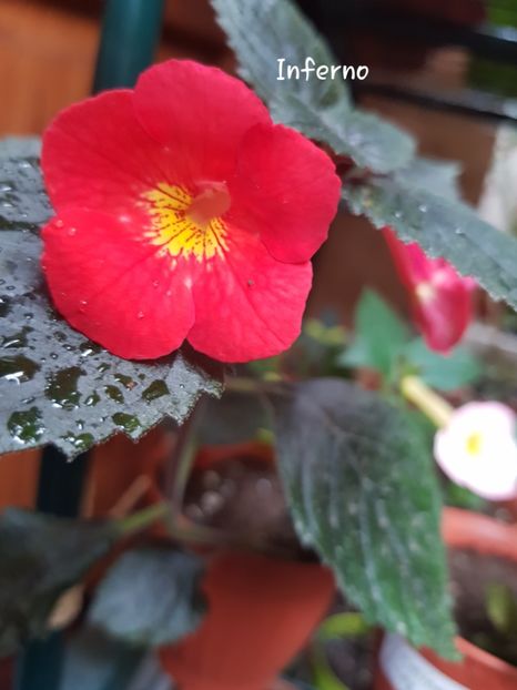 Inferno - Achimenes