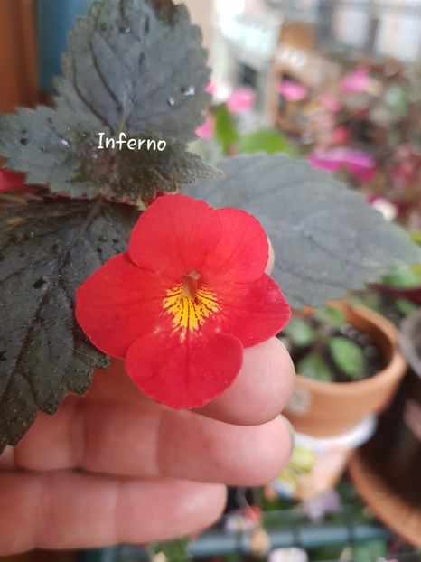 Inferno - Achimenes