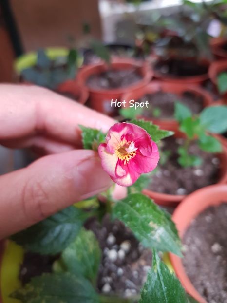 Hot Spot,micuță... - Achimenes
