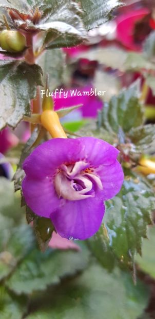 Fluffy Wambler - Achimenes