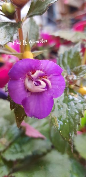 Fluffy Wambler - Achimenes