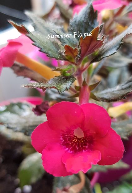 Summer Flame - Achimenes