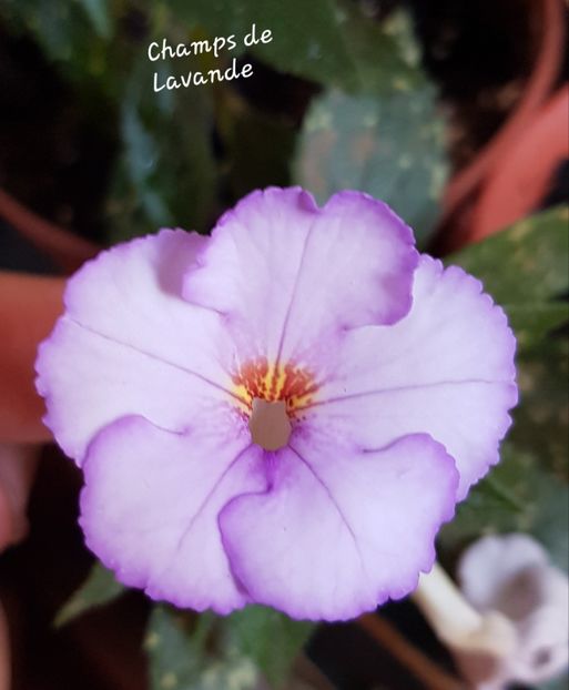 Champs de Lavande - Achimenes