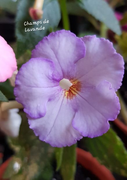 Champs de Lavande - Achimenes