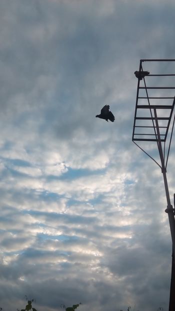  - In libertate 15Aprilie-15 Noiembrie