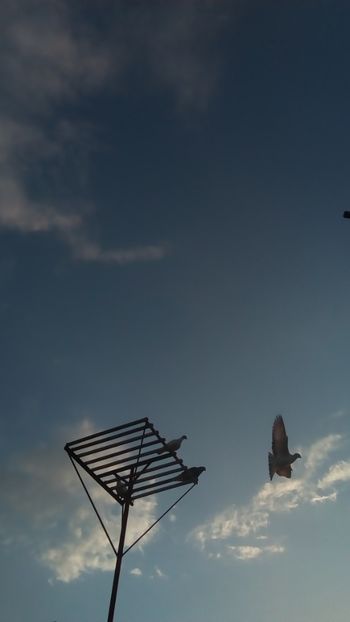  - In libertate 15Aprilie-15 Noiembrie