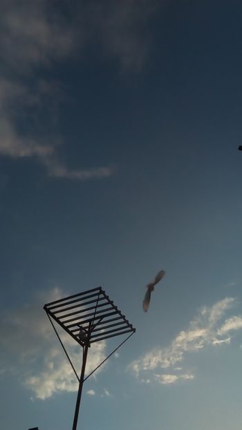  - In libertate 15Aprilie-15 Noiembrie