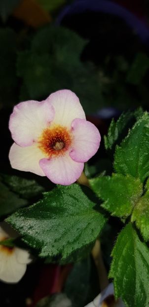 September Queen - Achimenes