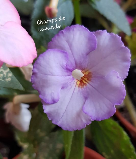  - Achimenes