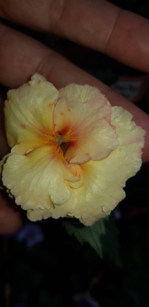 Giselle - Achimenes