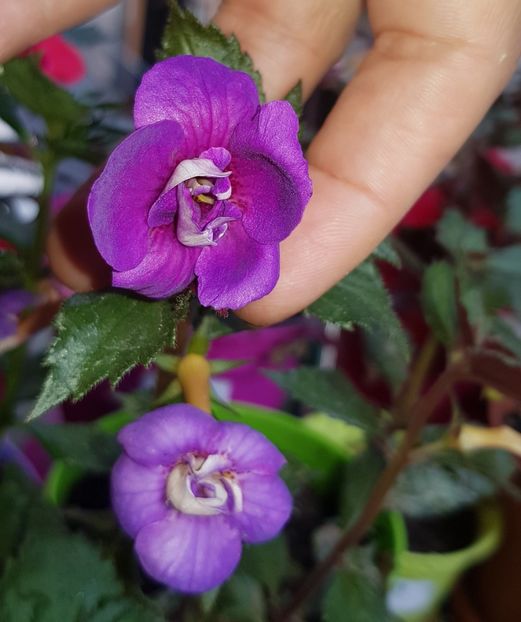 Fluffy Wambler - Achimenes