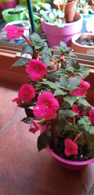 Candy Gril - Achimenes