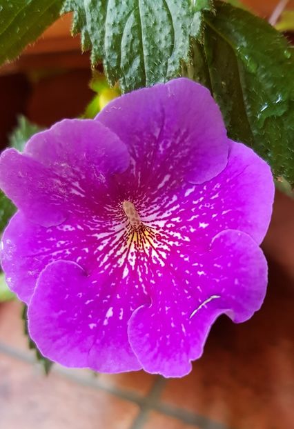 Serge's Revelation - Achimenes