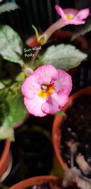 Sun Wind - Achimenes