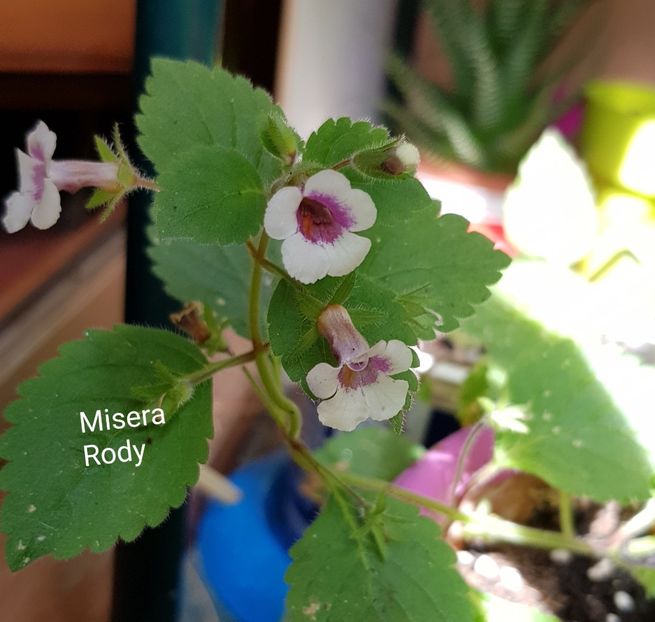 Misera - Achimenes