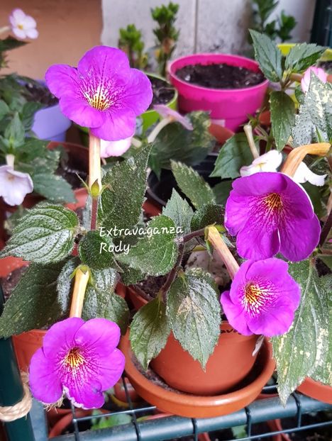 Extravaganza - Achimenes
