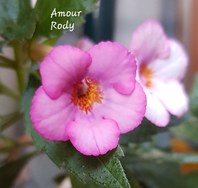 Amour - Achimenes
