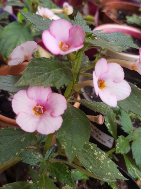Amour - Achimenes