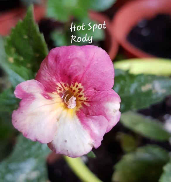 Hot Spot - Achimenes