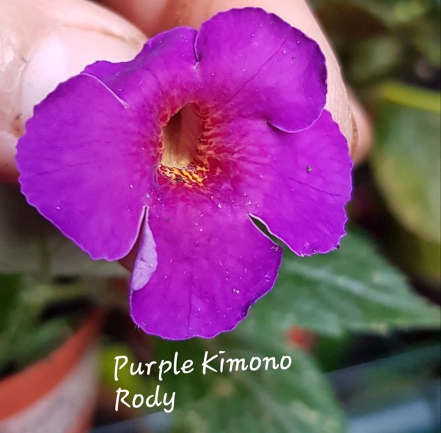 Purple Kimono prima înflorire - Achimenes - Rody75