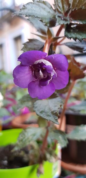 Fluffy Wambler - Achimenes