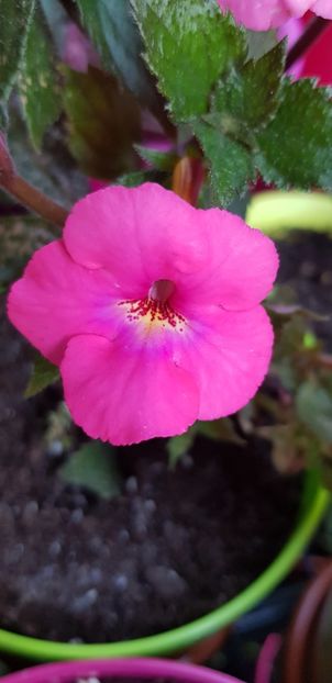 Candy Gril - Achimenes
