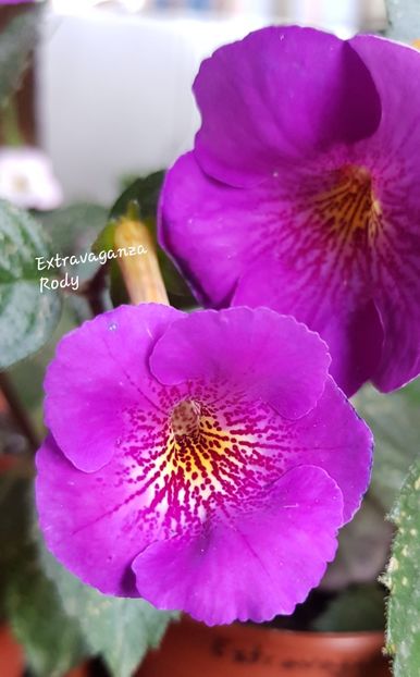 Extravaganza - Achimenes