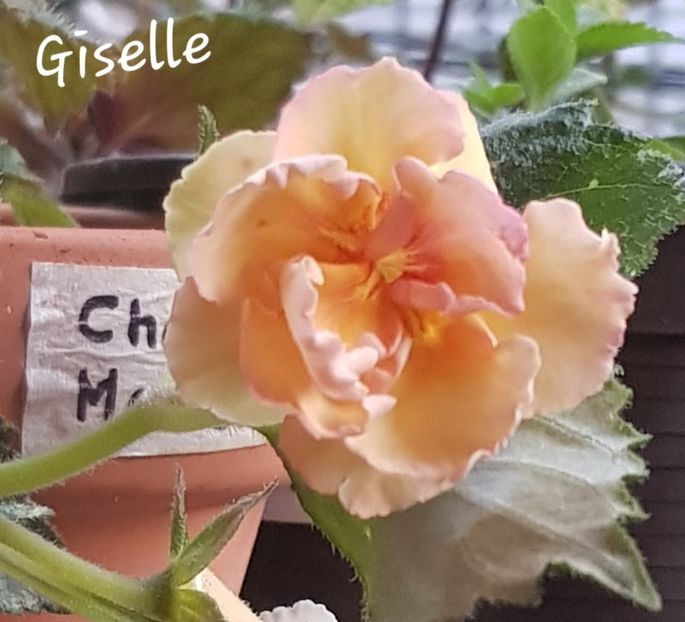  - Giselle