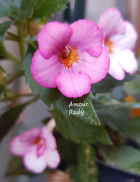 - Amour