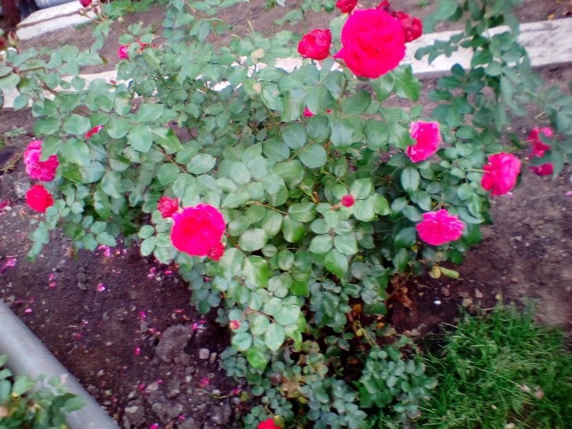 15 10 2018 - Red Leonardo