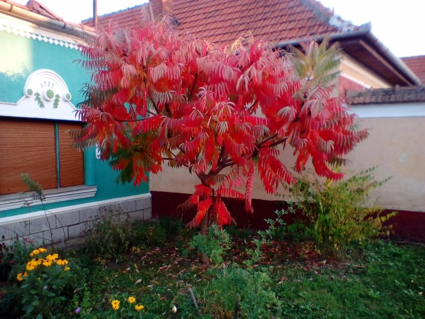 15 10 2018 - Rhus typhina