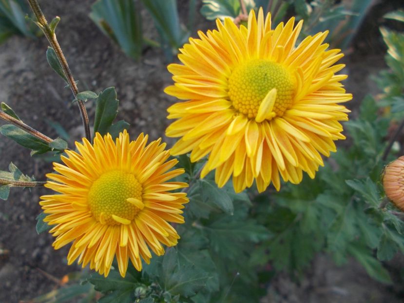  - CRIZANTEME SI TUFANELE 2018