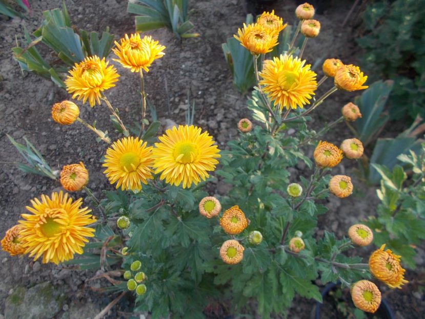  - CRIZANTEME SI TUFANELE 2018