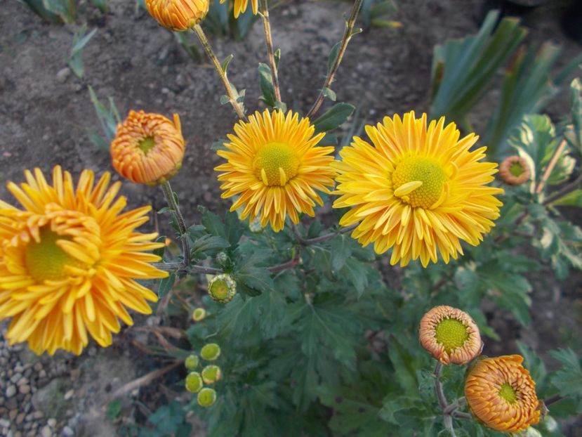  - CRIZANTEME SI TUFANELE 2018