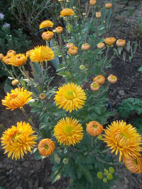  - CRIZANTEME SI TUFANELE 2018