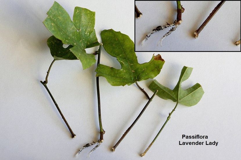 15.10.18 - 08 Flora- inradacinare passiflora