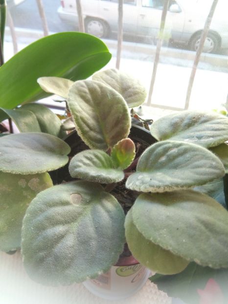 Blak Berry, de la draga mea prietena Elena Tanase - Violete 2018