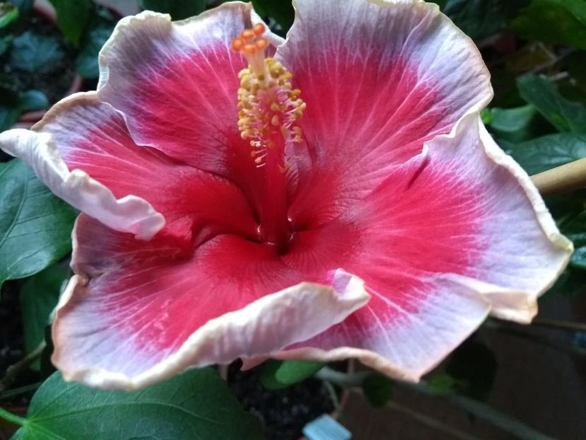  - Indian Divine Grace