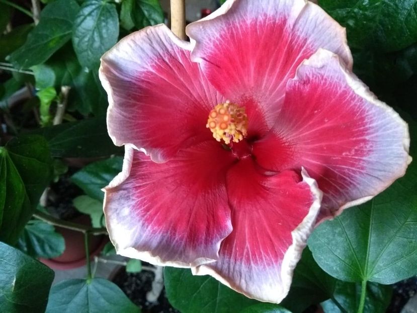  - Indian Divine Grace