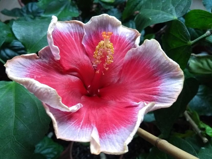  - Indian Divine Grace