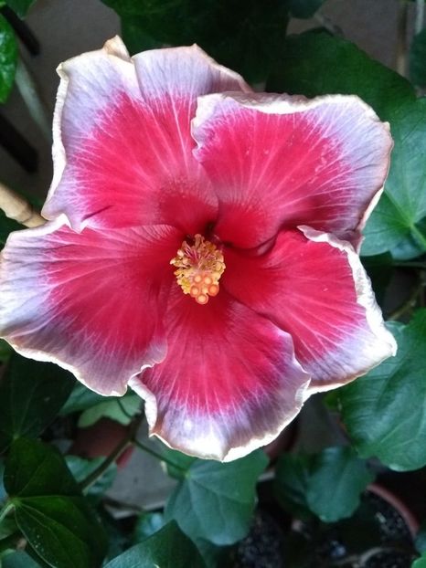  - Indian Divine Grace