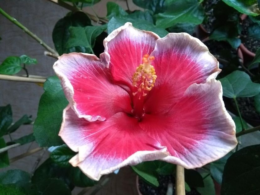  - Indian Divine Grace